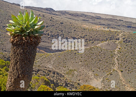 Le séneçon géant (senesia) et Karanga camp sur le mont Kilimandjaro Banque D'Images