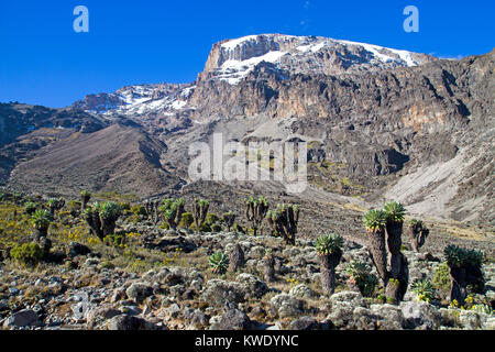 (Groundsels senesia géant) sur le mont Kilimandjaro Banque D'Images