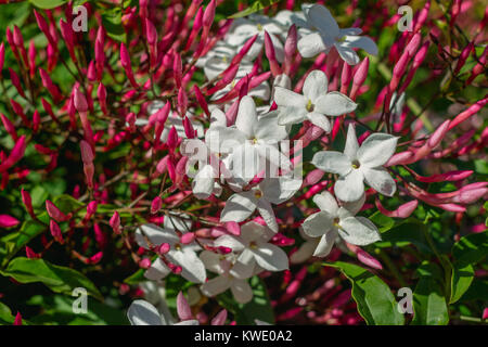 Photo horizontale gros plan d'étoiles fleurs de jasmin. Jasminum polyanthum, Jasmin blanc et rose Banque D'Images