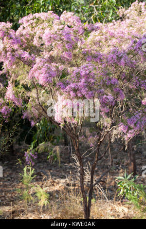 Turquie (Calytrix exstipulata). Arbuste en fleurs. Berry Springs. Territoire du Nord. L'Australie. Banque D'Images