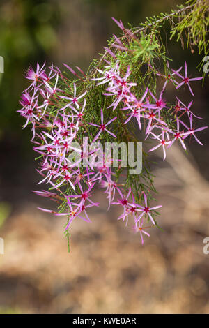 Turquie (Calytrix exstipulata) en fleurs. Berry Springs. Territoire du Nord. L'Australie. Banque D'Images