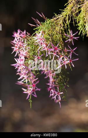 Turquie (Calytrix exstipulata) en fleurs. Berry Springs. Territoire du Nord. L'Australie. Banque D'Images