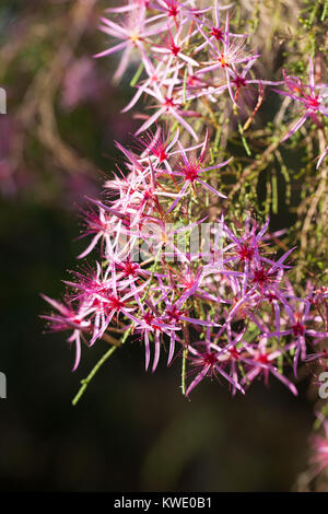 Turquie (Calytrix exstipulata) en fleurs. Berry Springs. Territoire du Nord. L'Australie. Banque D'Images