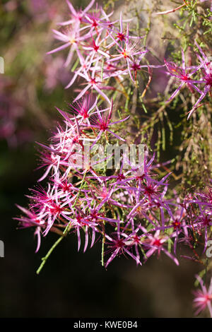 Turquie (Calytrix exstipulata) en fleurs. Berry Springs. Territoire du Nord. L'Australie. Banque D'Images