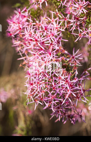 Turquie (Calytrix exstipulata) en fleurs. Berry Springs. Territoire du Nord. L'Australie. Banque D'Images