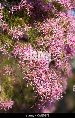 Turquie (Calytrix exstipulata) en fleurs. Berry Springs. Territoire du Nord. L'Australie. Banque D'Images