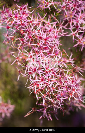 Turquie (Calytrix exstipulata) en fleurs. Berry Springs. Territoire du Nord. L'Australie. Banque D'Images