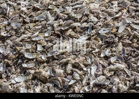 Les coquilles des huîtres au marché de poissons Banque D'Images