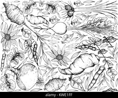 Les légumes racines et tubercules, Illustration de fond de croquis dessinés à la main, la noix tigrée, Rutabaga, navet, topinambour des Prairies et plantes Ahipa sur Illustration de Vecteur