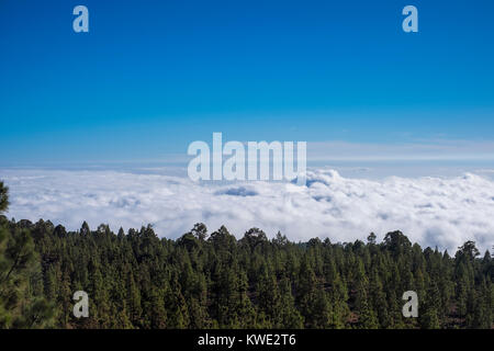 Vue panoramique sur les arbres croissant contre ciel nuageux Banque D'Images