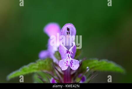 Lamium purpureum, connu sous le nom de red dead-nettle, violet-rouge, ortie morte henbit ou pourpres archange Banque D'Images