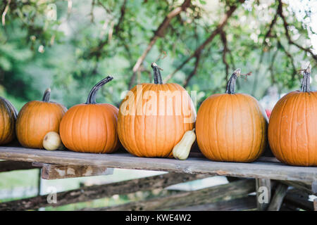 Pumpkins organisé sur planche en bois à la ferme Banque D'Images