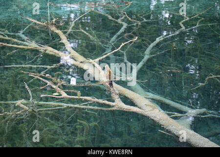 Arbres dans le lac Banque D'Images