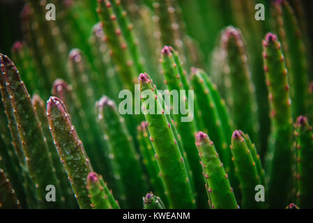 Close up on stapelia pilansii cactus Banque D'Images