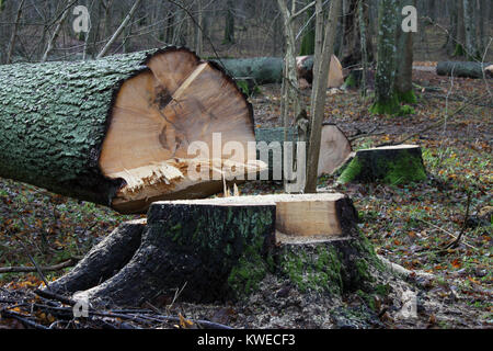 Arbre en forêt Bialowieza, Pologne Banque D'Images