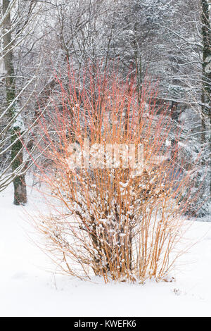 Tiges d'hiver de Cornus sanguinea 'Midwinter Fire' dans la neige. Banque D'Images