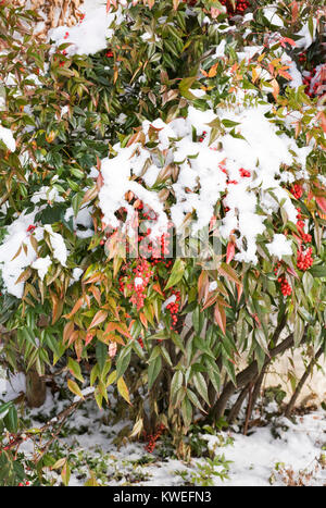 La Nandina domestica. Bambou céleste des baies en hiver. Banque D'Images