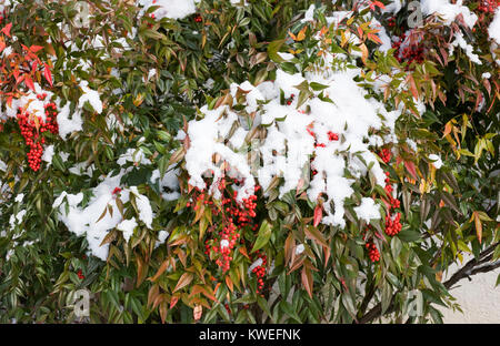 La Nandina domestica. Bambou céleste des baies en hiver. Banque D'Images