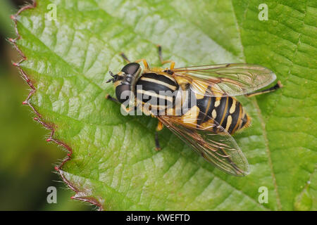 Hoverfly (Helophilus pendulus) aka Le footballeur hoverfly. Vue dorsale d'une femelle sur bramble feuille. Thurles, Tipperary, Ireland. Banque D'Images