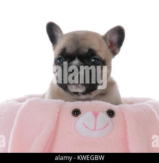 Cinq semaines chiot bouledogue français à l'intérieur d'un lapin en peluche Banque D'Images