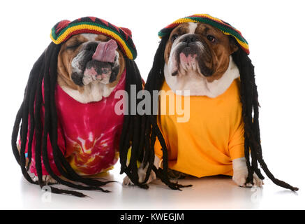 Deux bulldogs anglais avec des dreadlocks sur fond blanc Banque D'Images