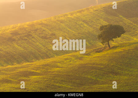 Rétroéclairage tôt le matin sur un arbre isolé dans les collines de Toscane, en Italie. L'automne. Banque D'Images