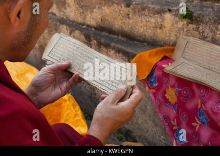 Un moine tibétain lit une carte de prière au temple de la Mahabodhi à Bodhgaya, Inde Banque D'Images