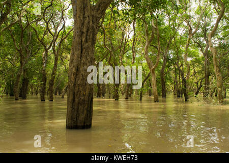 Inondées flottant forêt noyée d'arbres près de Kampong Phluk, Siem Reap, Cambodge, Asie du Sud Est. Mystère et aventure durant la saison des pluies de mousson Banque D'Images