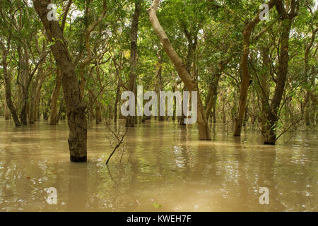Inondées flottant forêt noyée d'arbres près de Kampong Phluk, Siem Reap, Cambodge, Asie du Sud Est. Mystère et aventure durant la saison des pluies de mousson Banque D'Images