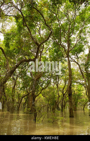 Inondées flottant forêt noyée d'arbres près de Kampong Phluk, Siem Reap, Cambodge, Asie du Sud Est. Mystère et aventure durant la saison des pluies de mousson Banque D'Images