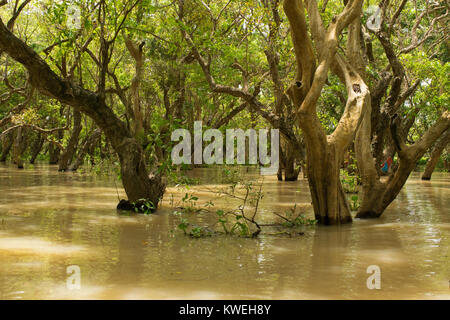 Inondées flottant forêt noyée d'arbres près de Kampong Phluk, Siem Reap, Cambodge, Asie du Sud Est. Mystère et aventure durant la saison des pluies de mousson Banque D'Images