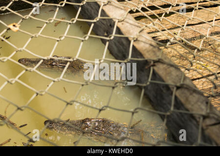 Deux crocodiles nageant dans une cage de l'eau, dans un restaurant flottant à Kampong Phluk, Siem Reap, Cambodge. Restaurant crocodile permet de viande fraîche Banque D'Images