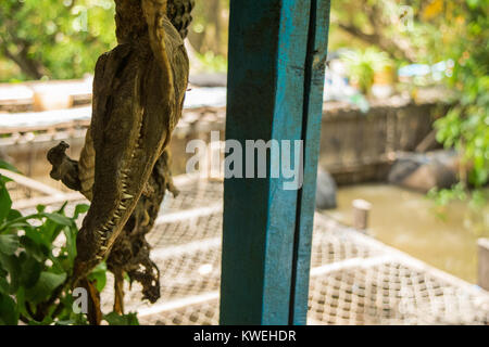 Le chef d'un petit crocodile, accroché à l'écran avec le reste de la peau et du corps secs, à un restaurant flottant à Kampong Phluk, Cambodge Banque D'Images