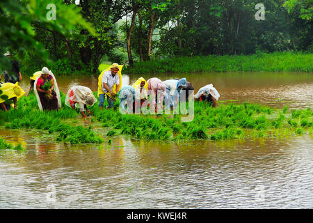 Les hommes et les femmes qui travaillent dans des rizières, la culture du riz paddy, près de Lavasa, Pune Banque D'Images