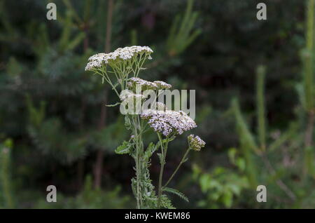 Bouquet d'achillée millefeuille Achillea millefolium ou fleurs sauvages, la médecine de fines herbes en fleurs, Plana, montagne Bulgarie Banque D'Images