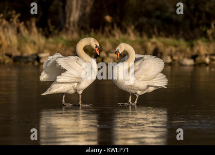 Une paire de cygnes sur un étang gelé en hiver l'affichage Banque D'Images