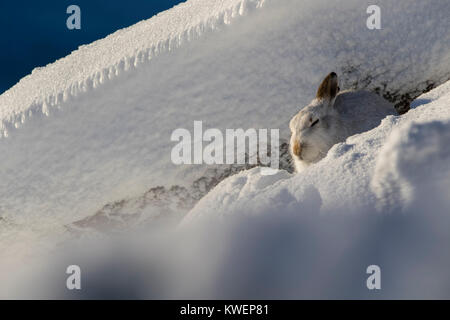 Lièvre, Lepus timidus, assis, s'exécutant sur une journée ensoleillée dans la neige en hiver, dans le parc national de Cairngorm, l'Ecosse Banque D'Images