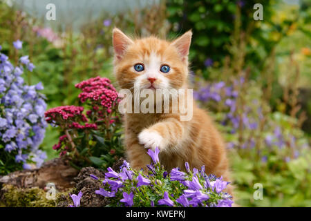 Un joli rouge moelleux bébé chaton tabby cat avec de magnifiques yeux bleus, jouant avec des fleurs dans un jardin, de l'Allemagne. Banque D'Images