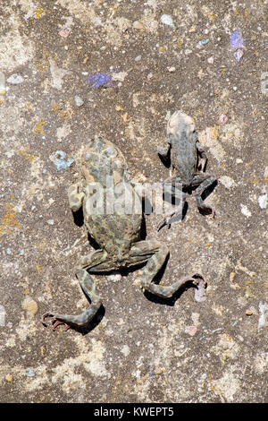 Deux crapauds morts se trouvent sur l'ancienne surface du béton (Bufo bufo) Banque D'Images