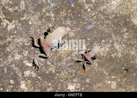 Deux crapauds morts se trouvent sur l'ancienne surface du béton (Bufo bufo) Banque D'Images