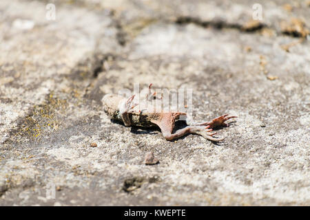 Dead crapaud commun se trouve sur une ancienne surface en béton (Bufo bufo) Banque D'Images