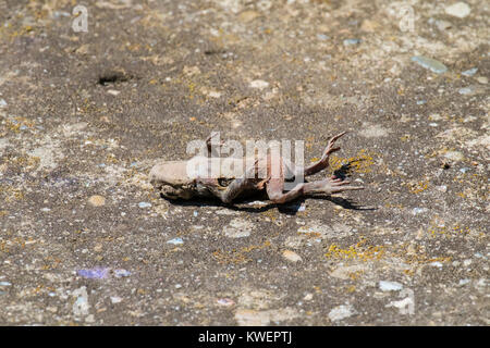 Dead crapaud commun se trouve sur une ancienne surface en béton (Bufo bufo) Banque D'Images