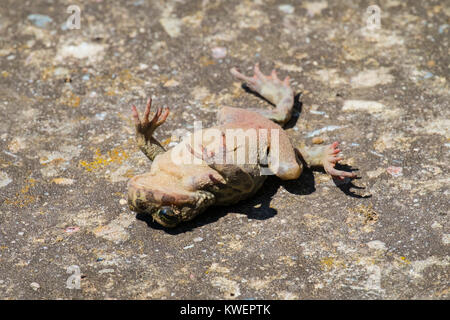 Dead crapaud commun se trouve sur une ancienne surface en béton (Bufo bufo) Banque D'Images