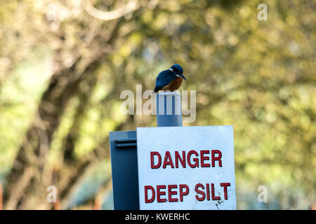 Kingfisher Alcedo atthis, assis sur un panneau d'avertissement de limon profond. Banque D'Images