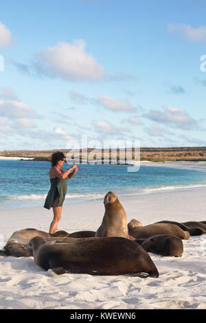 Tourisme Galapagos prenant une photo de lions de mer, Gardner Bay, l'île d'Espanola, Parc National des Galapagos, îles Galapagos, Equateur Amérique du Sud Banque D'Images