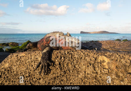 Iguane marin (Amblyrhynchus cristatus ), homme dans l'accouplement de couleurs sur un rocher, l'île de Santa Cruz, Galapagos, Equateur Amérique du Sud Banque D'Images