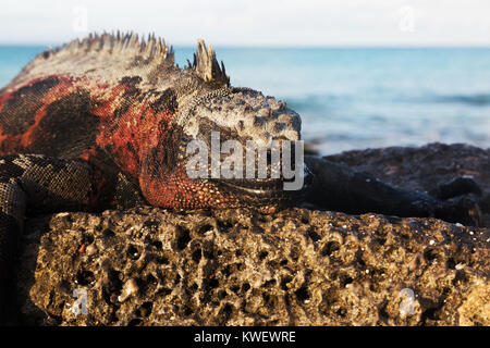 Iguane marin (Amblyrhynchus cristatus ), homme sur un rocher, l'île de Santa Cruz, Parc National des Galapagos, îles Galapagos, Equateur Amérique du Sud Banque D'Images