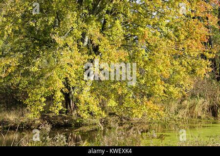 Grand arbre sur le bord du ruisseau Banque D'Images