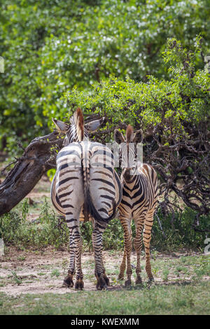 Zèbre des plaines en Kruger National Park, Afrique du Sud ; espèce Equus quagga burchellii famille des équidés Banque D'Images