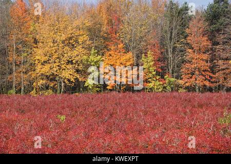 Bleuetière en automne Banque D'Images